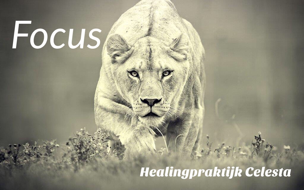 Focus